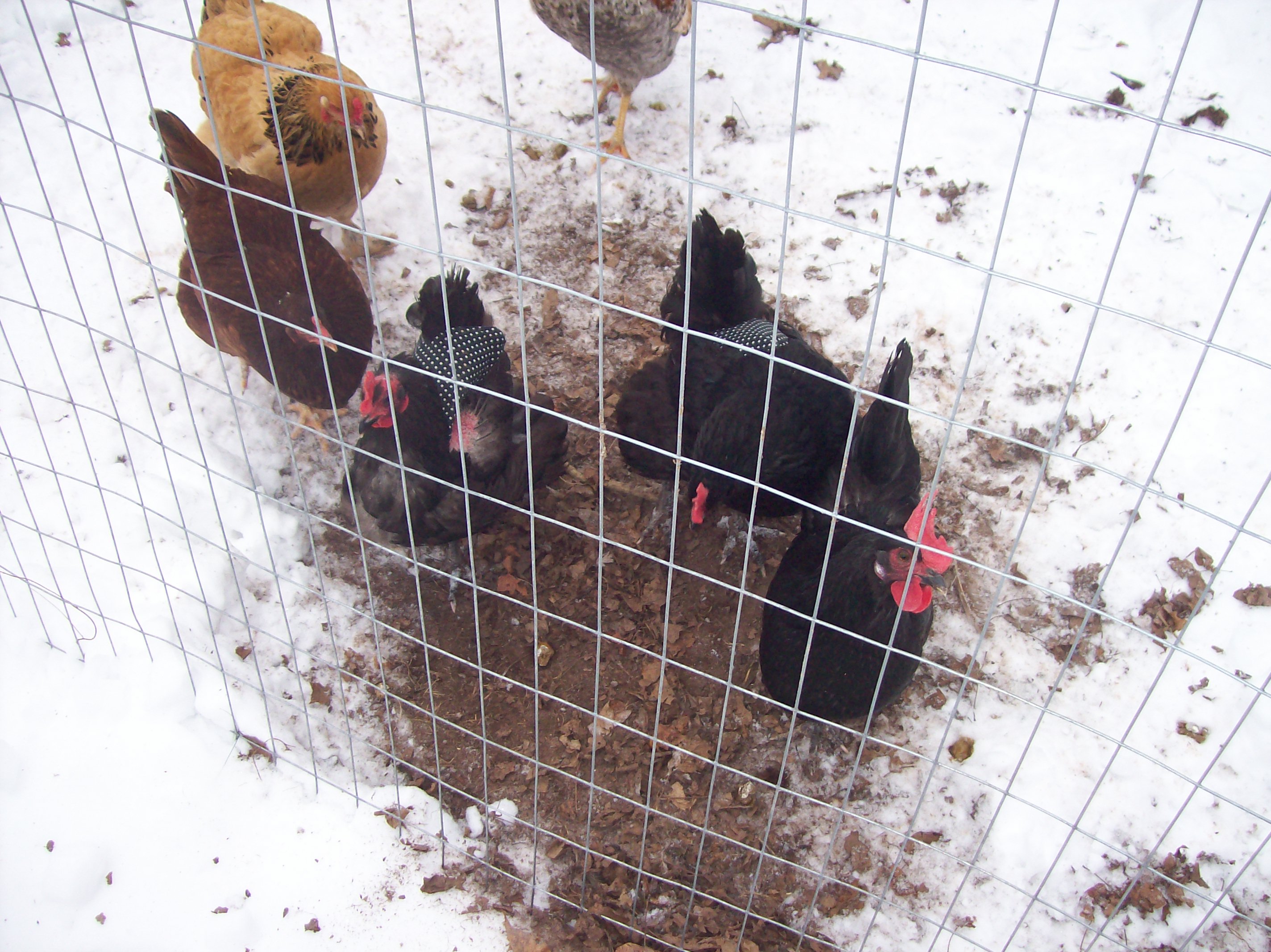 chickens in snow 2