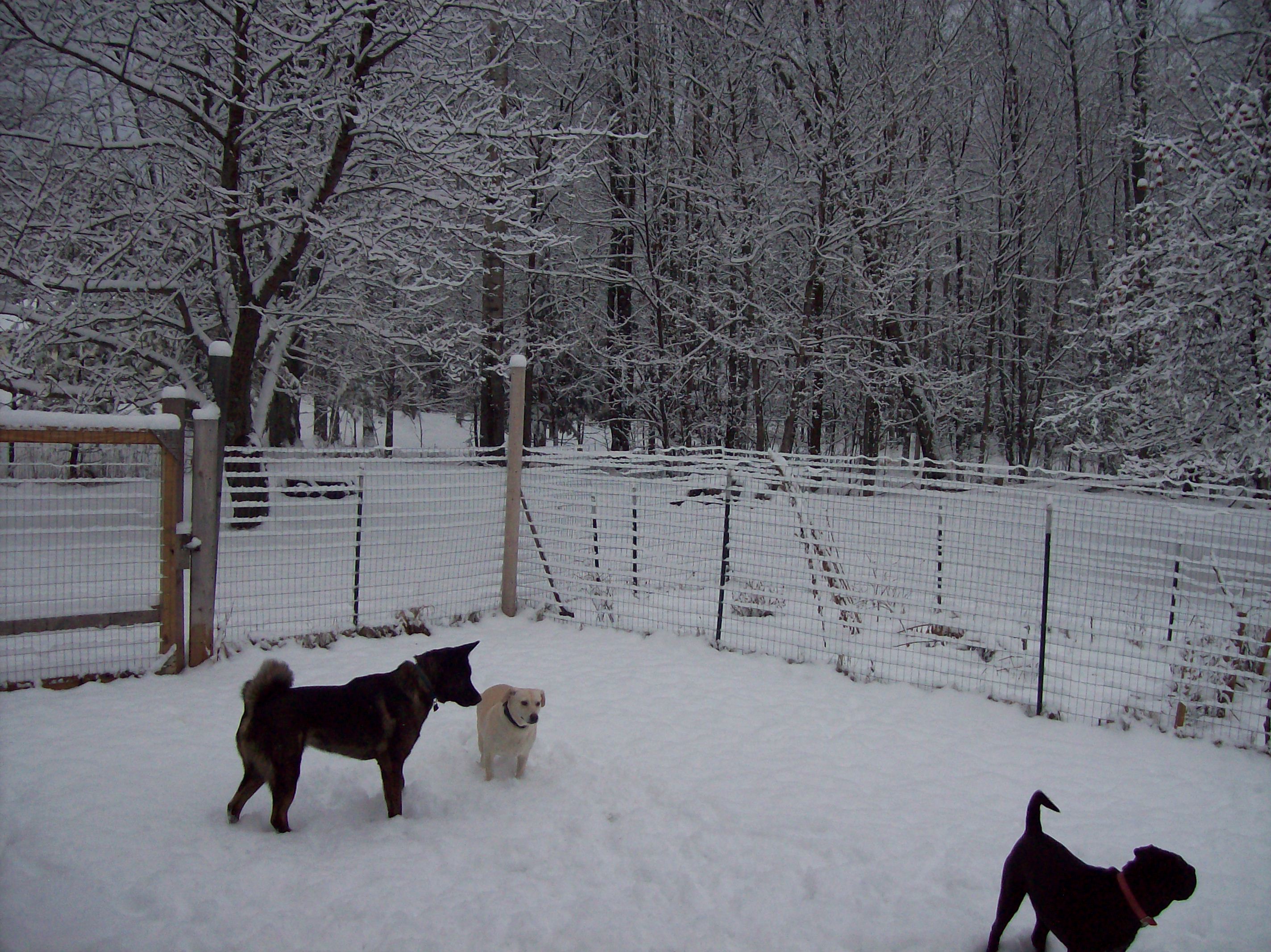 dogs in the snow 2