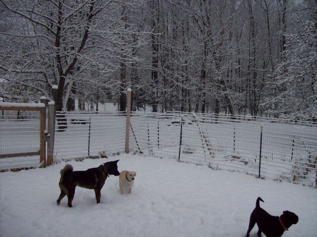 dogs in the snow 2