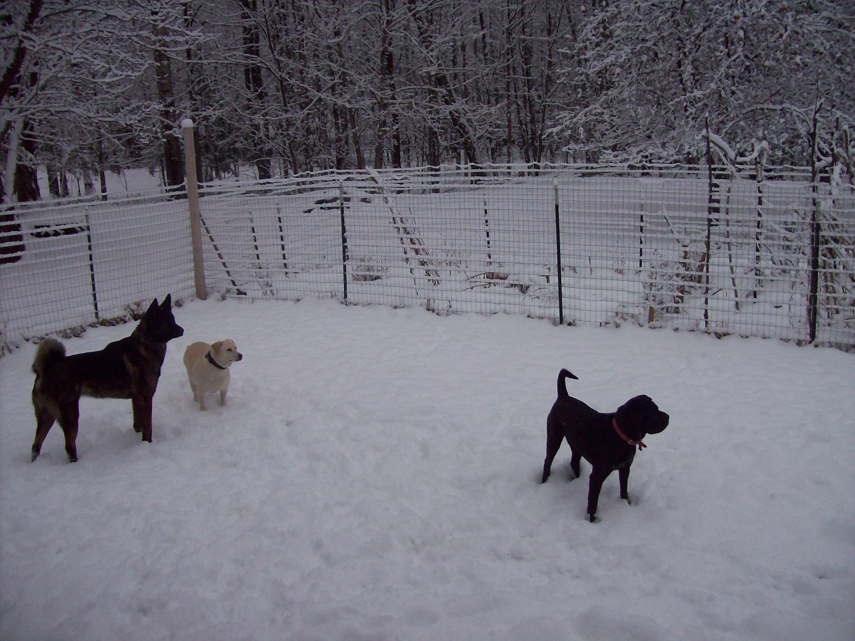 dogs in the snow