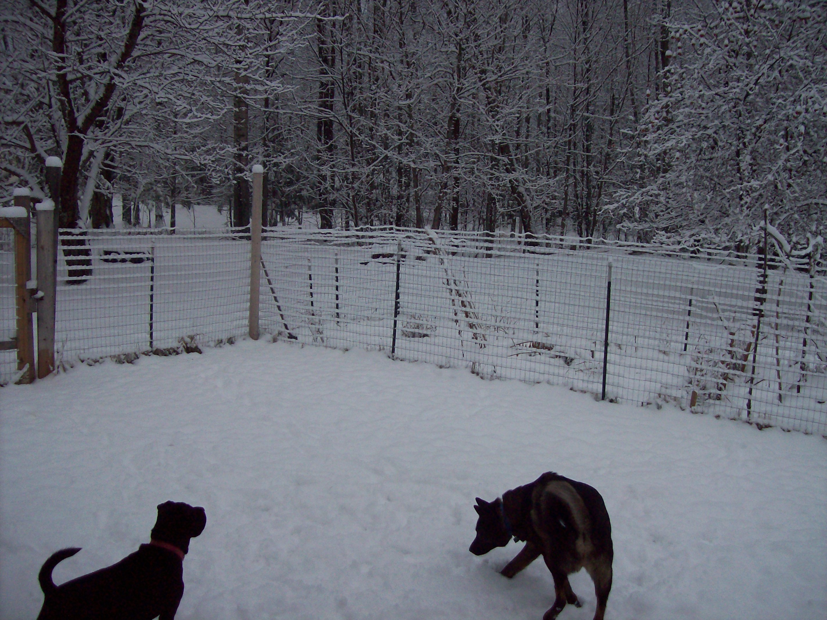 snow dogs