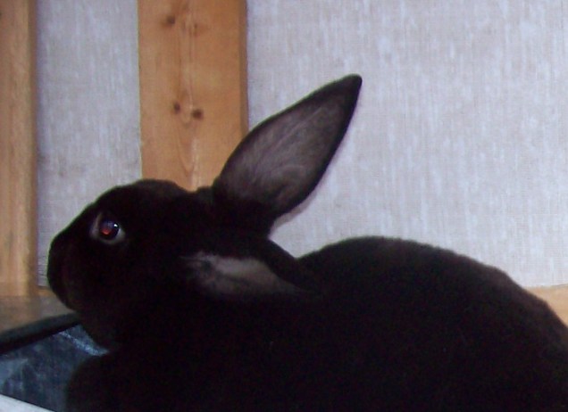 fire the black rabbit