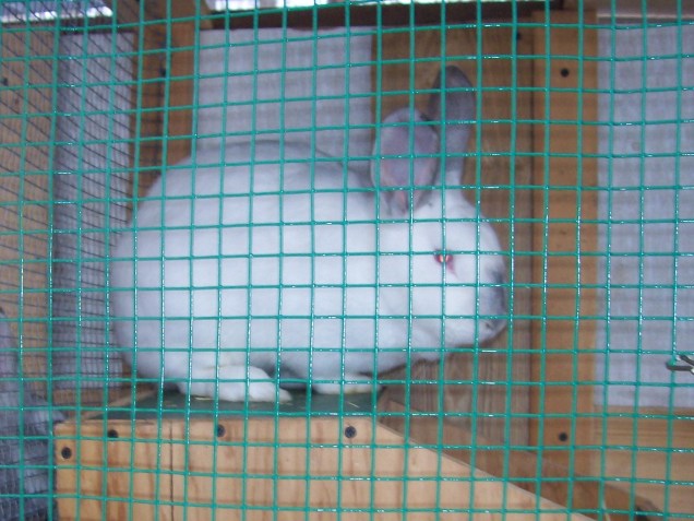 wind the white bunny