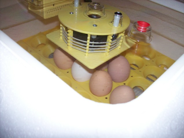 incubator with eggs