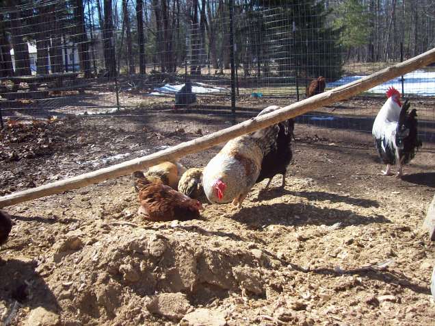 scratching in the old dirt