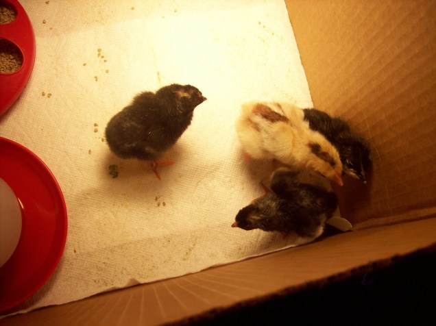chicks 3
