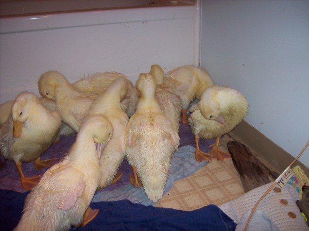 fluff ducks 2