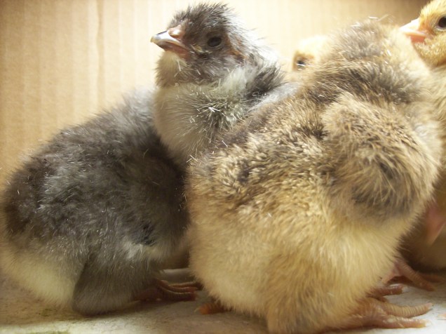 gray chicks