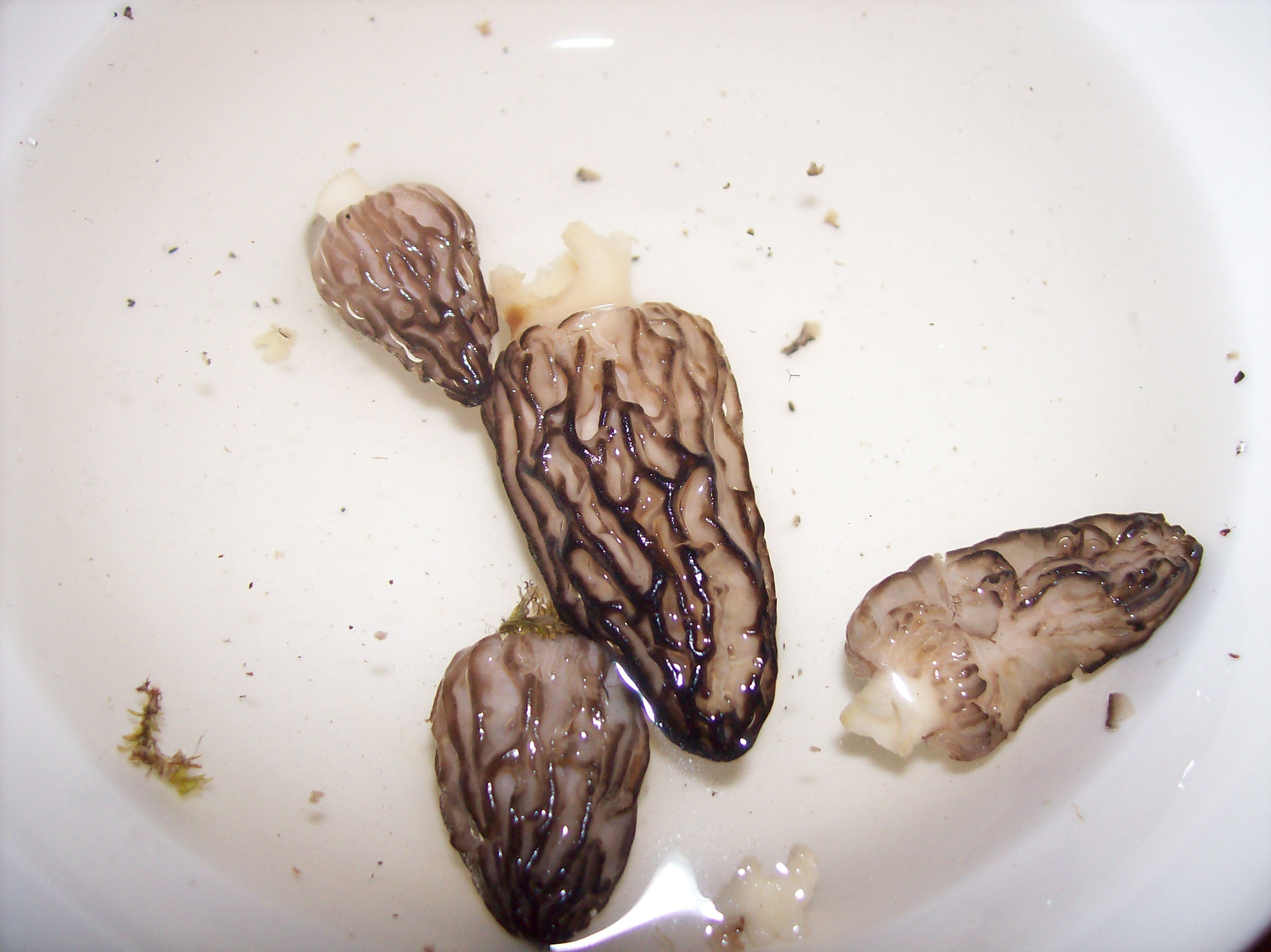 morels