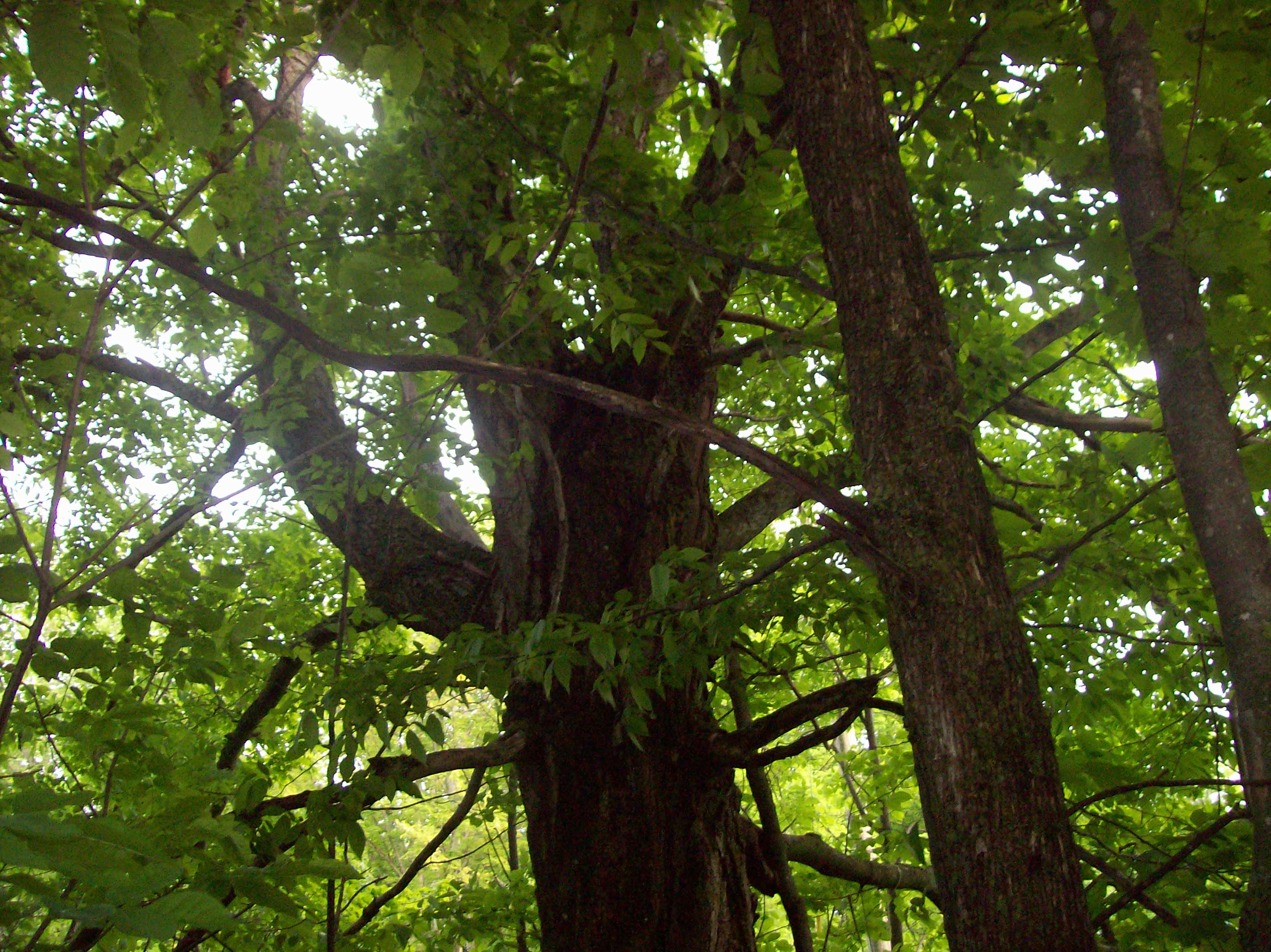 big tree across the street