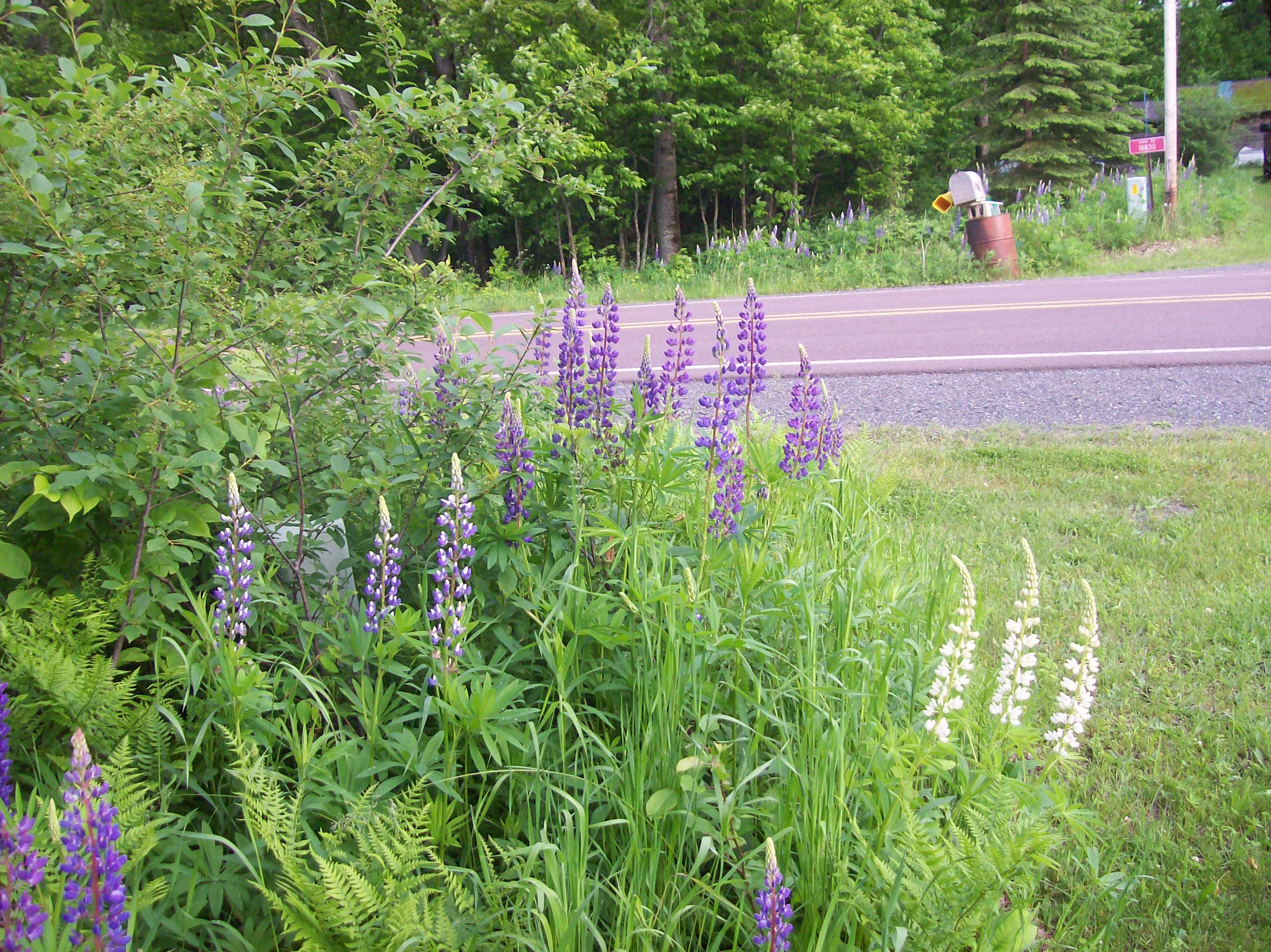 lupines
