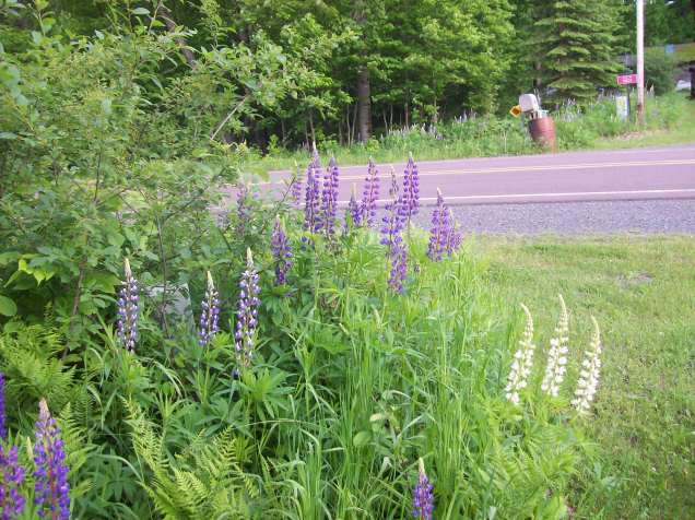 lupines