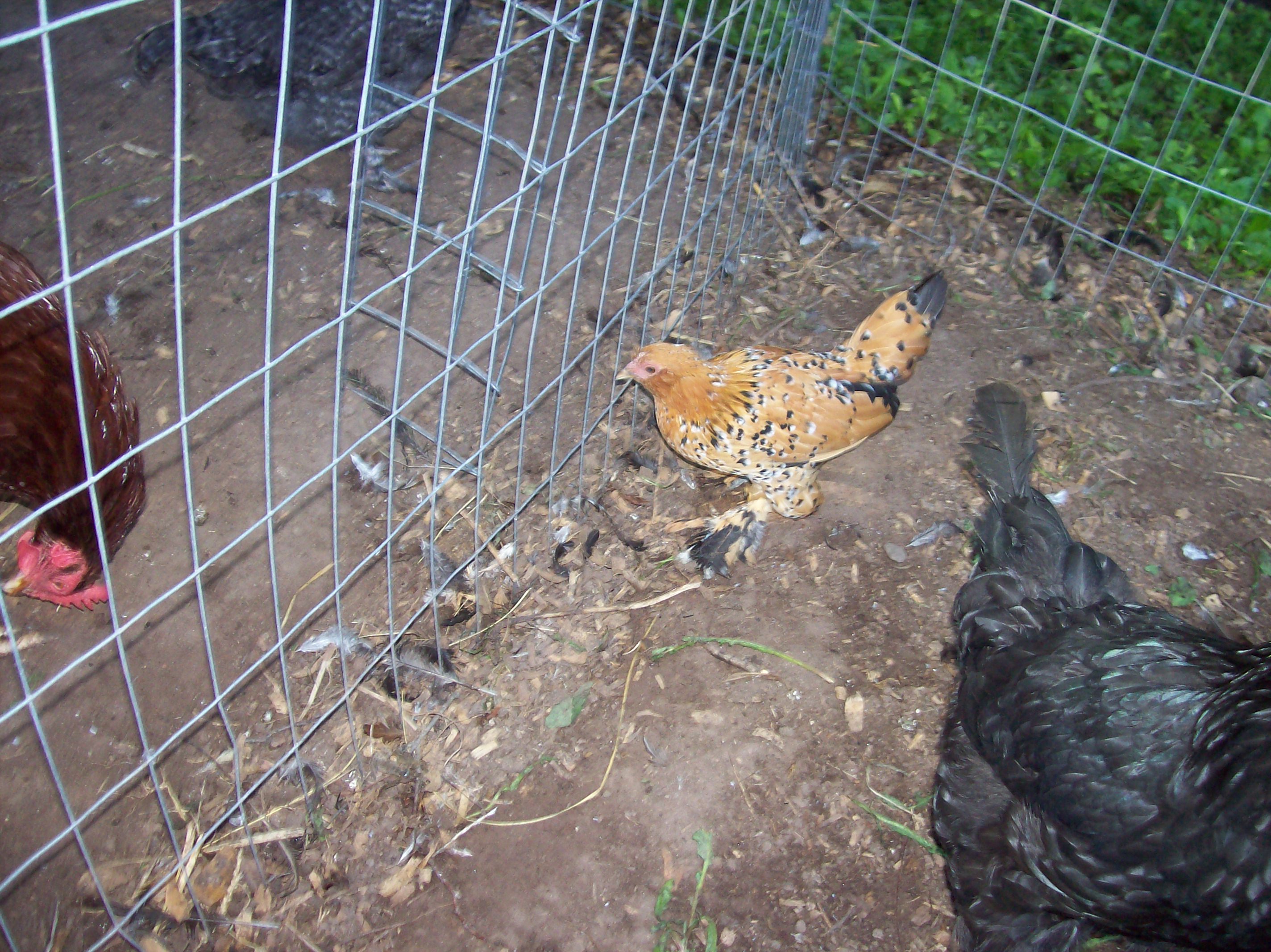 bantam hen