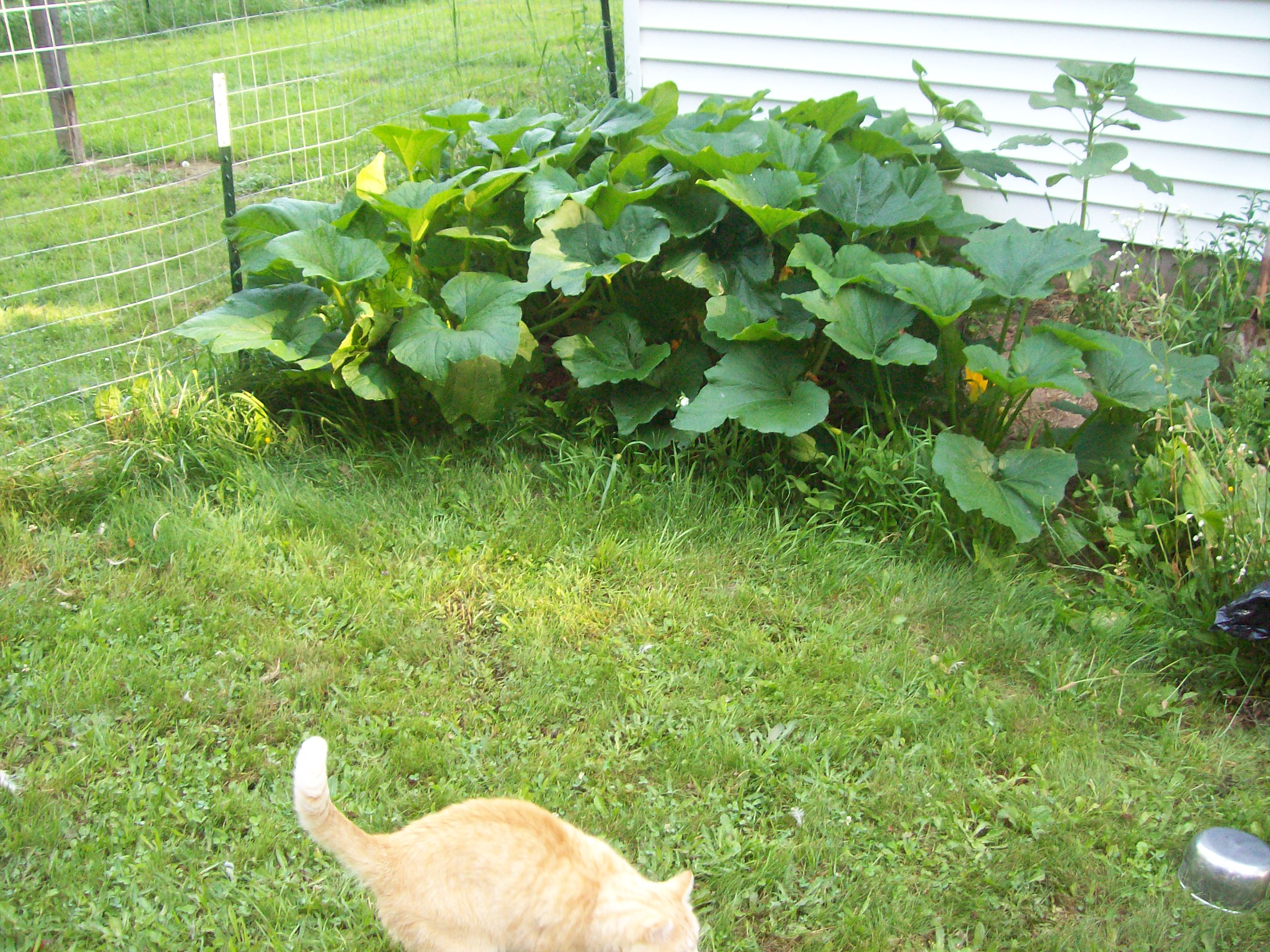 zucchini with cat