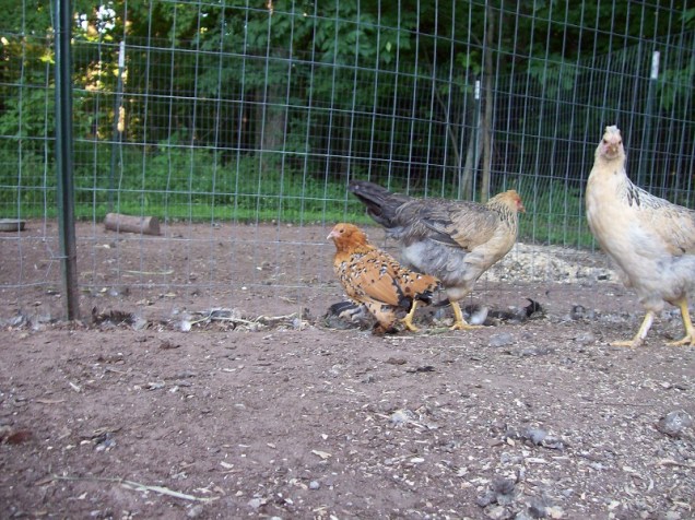 bantam and friends resized