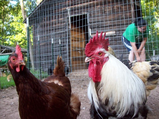 chickens_dorko and brown hen resized