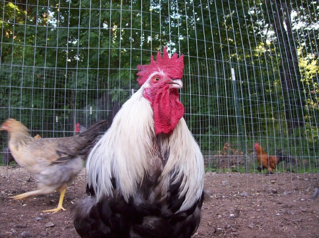 chickens_dorko resized