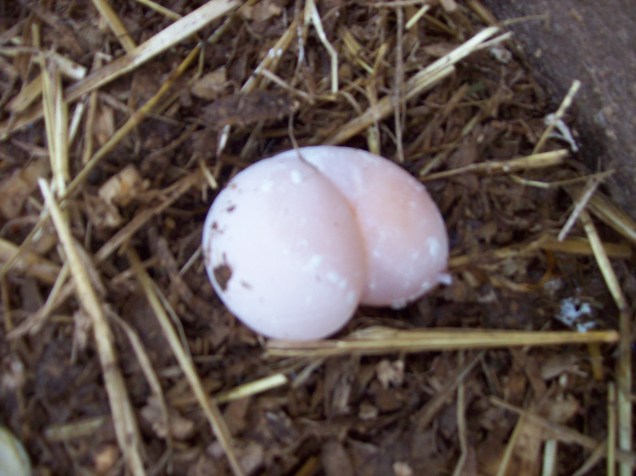 duck butt egg