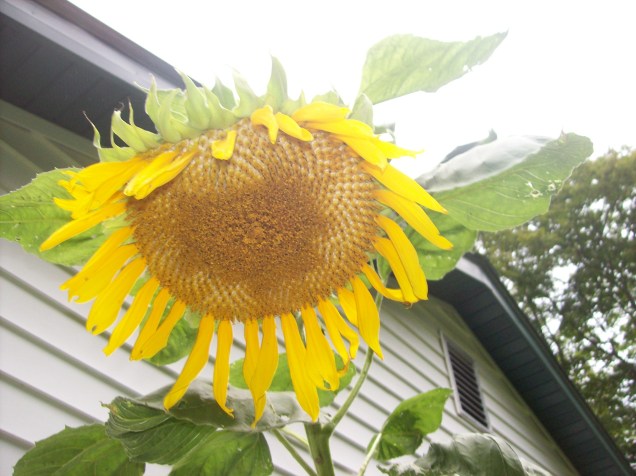 backyard-sunflower