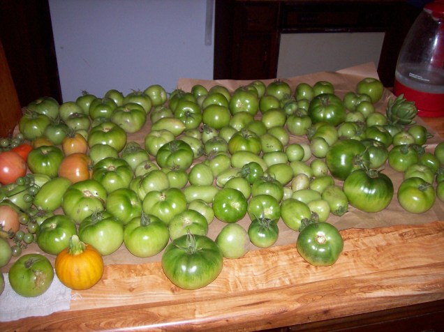green-tomatoes