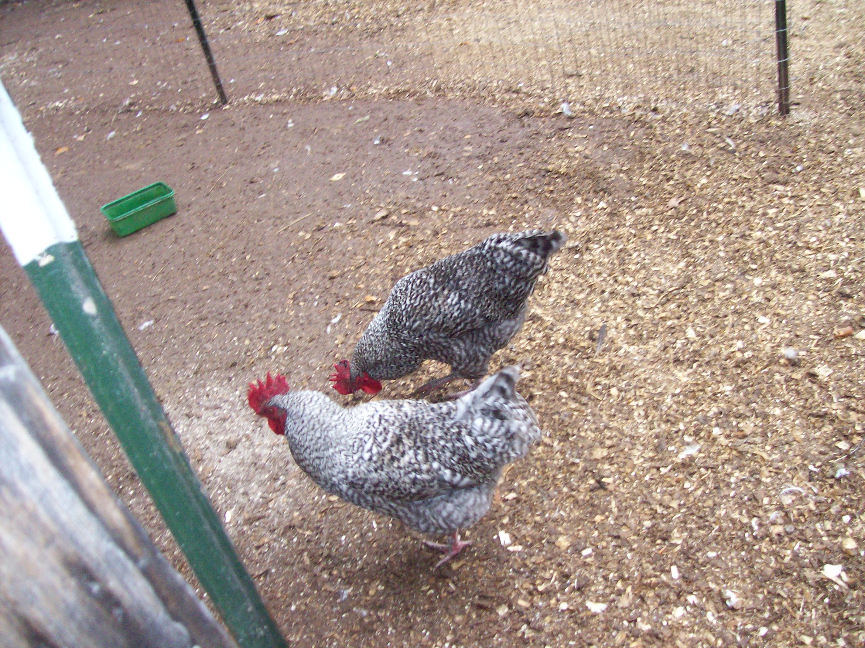 twin-barred-rock-roos
