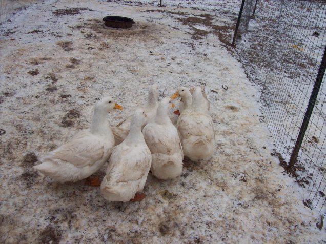 ducks-in-snow