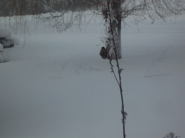 finch-on-a-flower-stalk