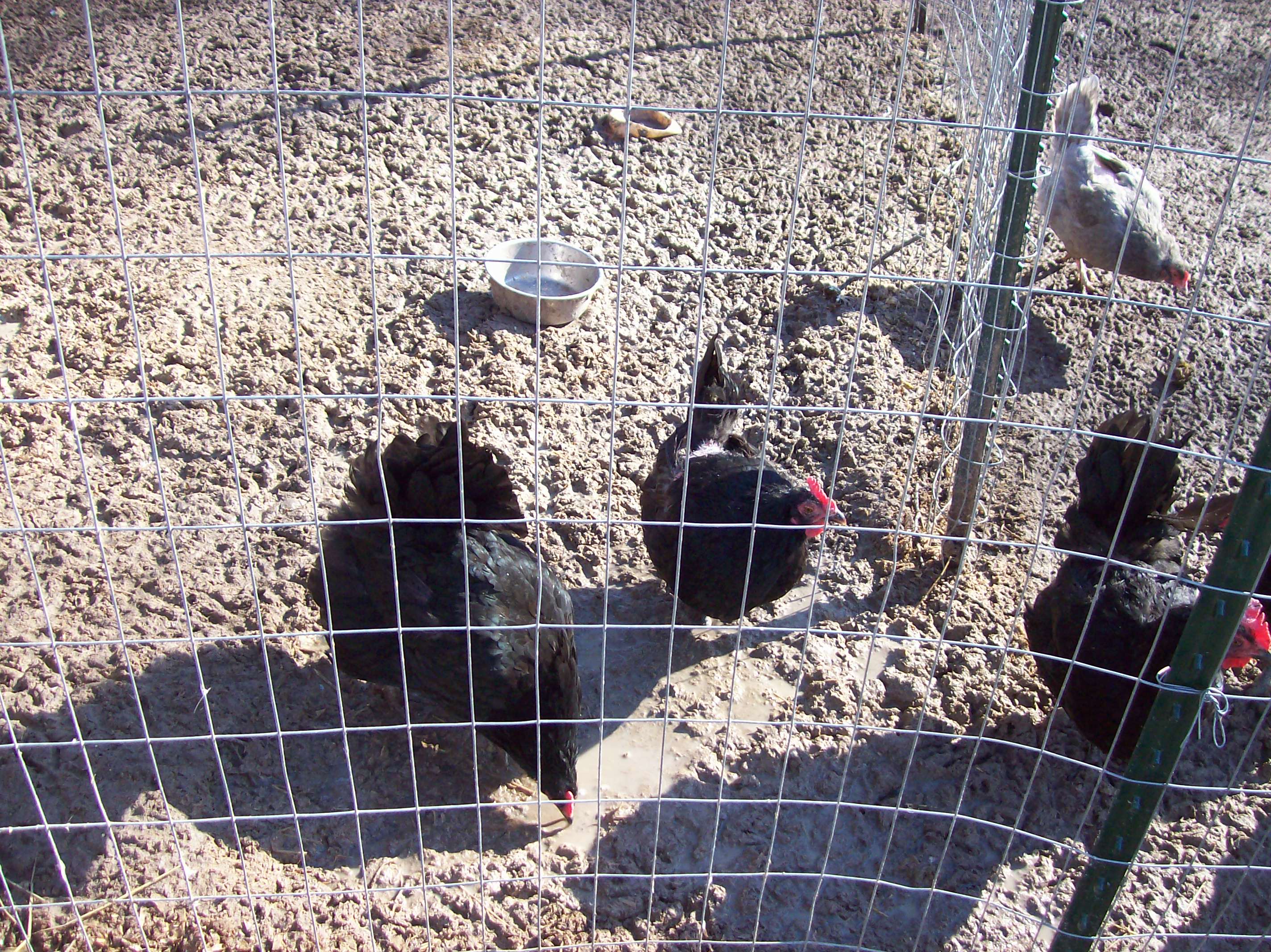 chickens in the mud