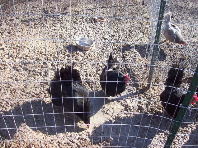 chickens in the mud