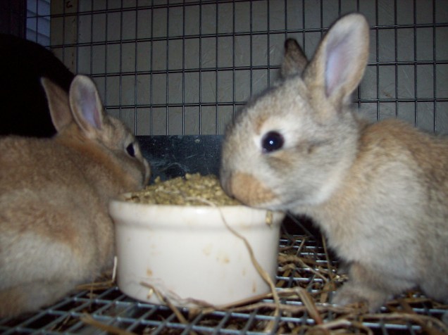 baby bunnies