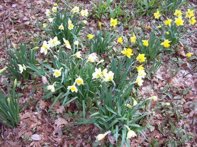 daffodils