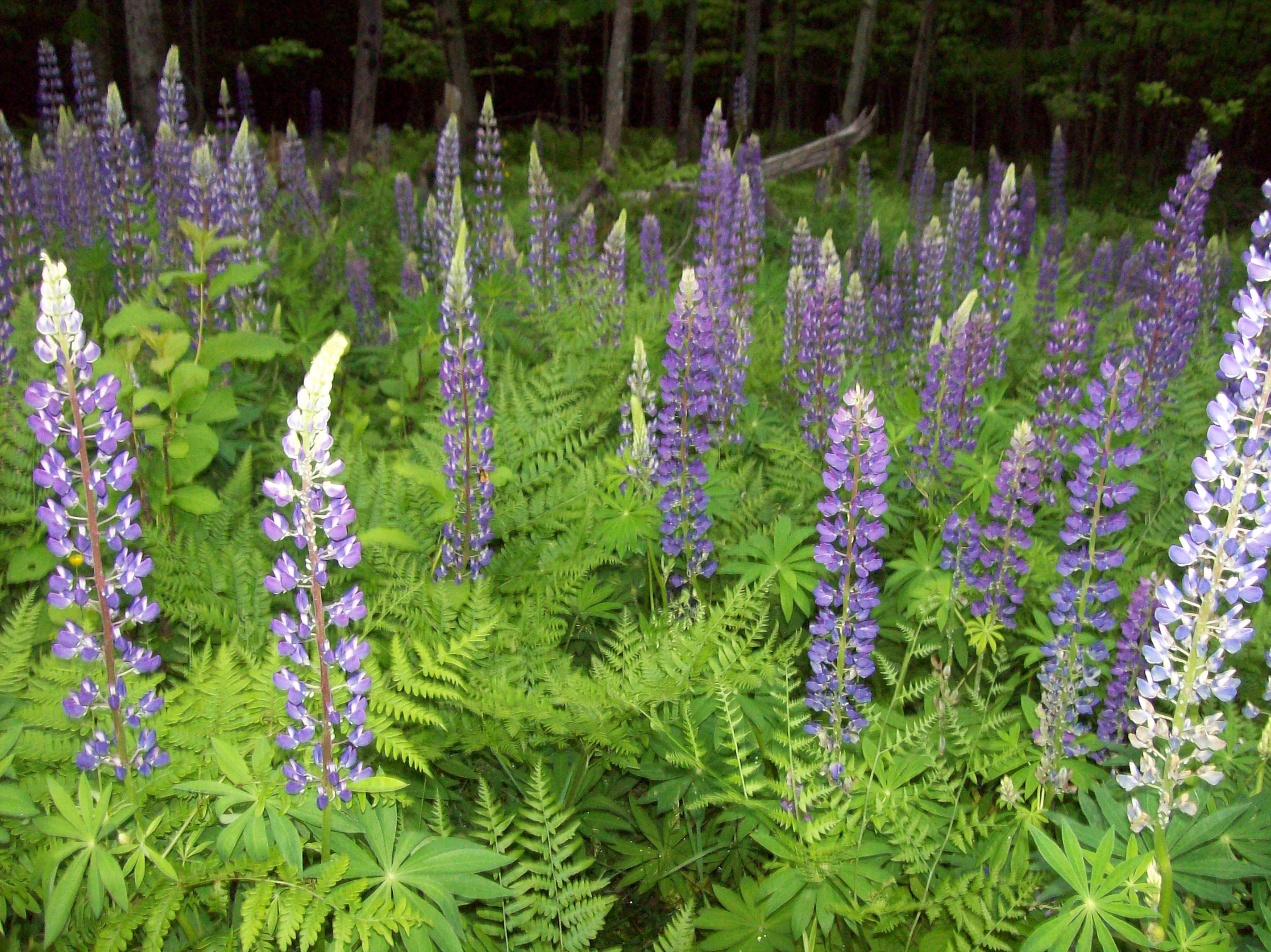 Lupines