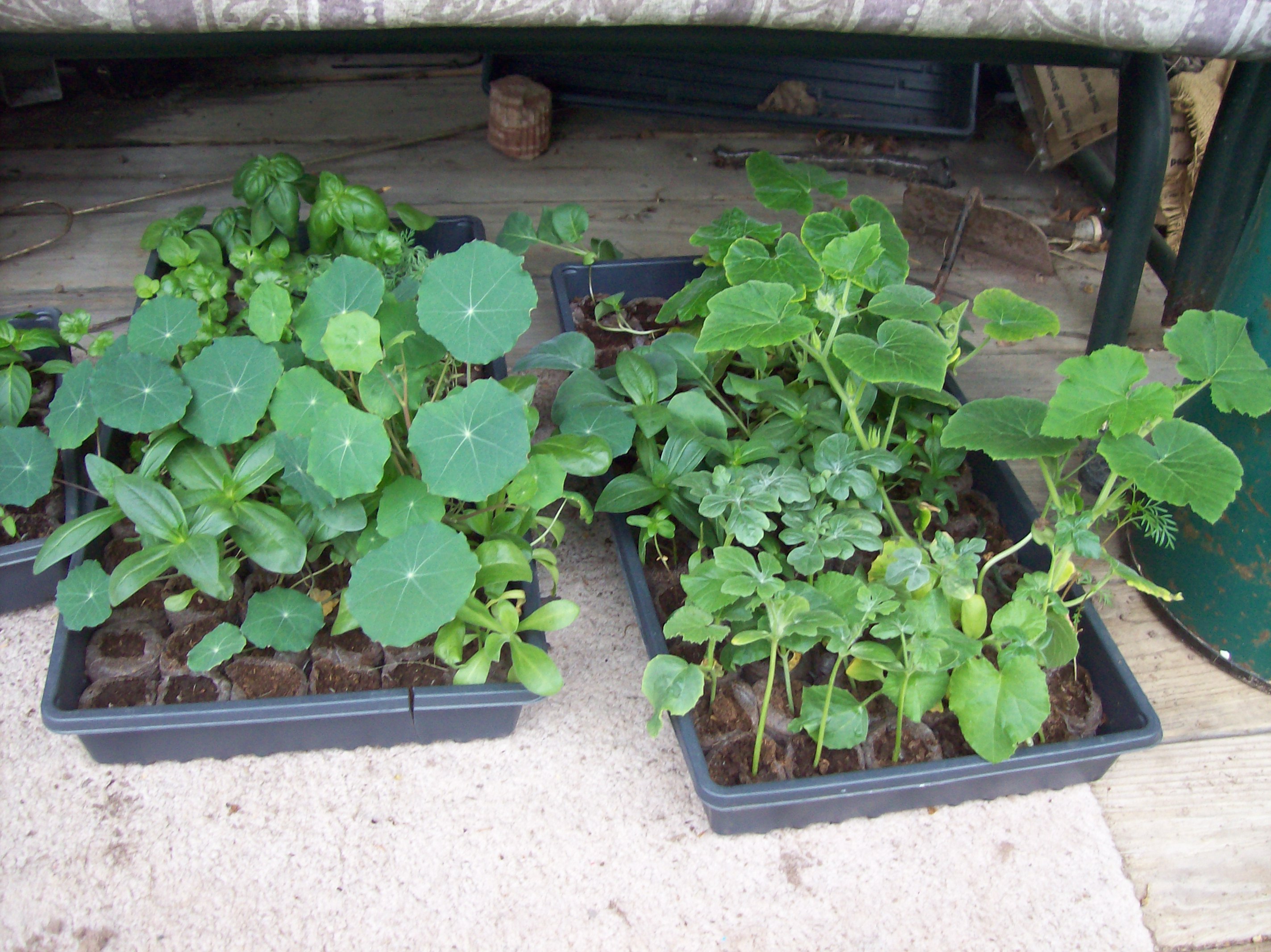 seedlings