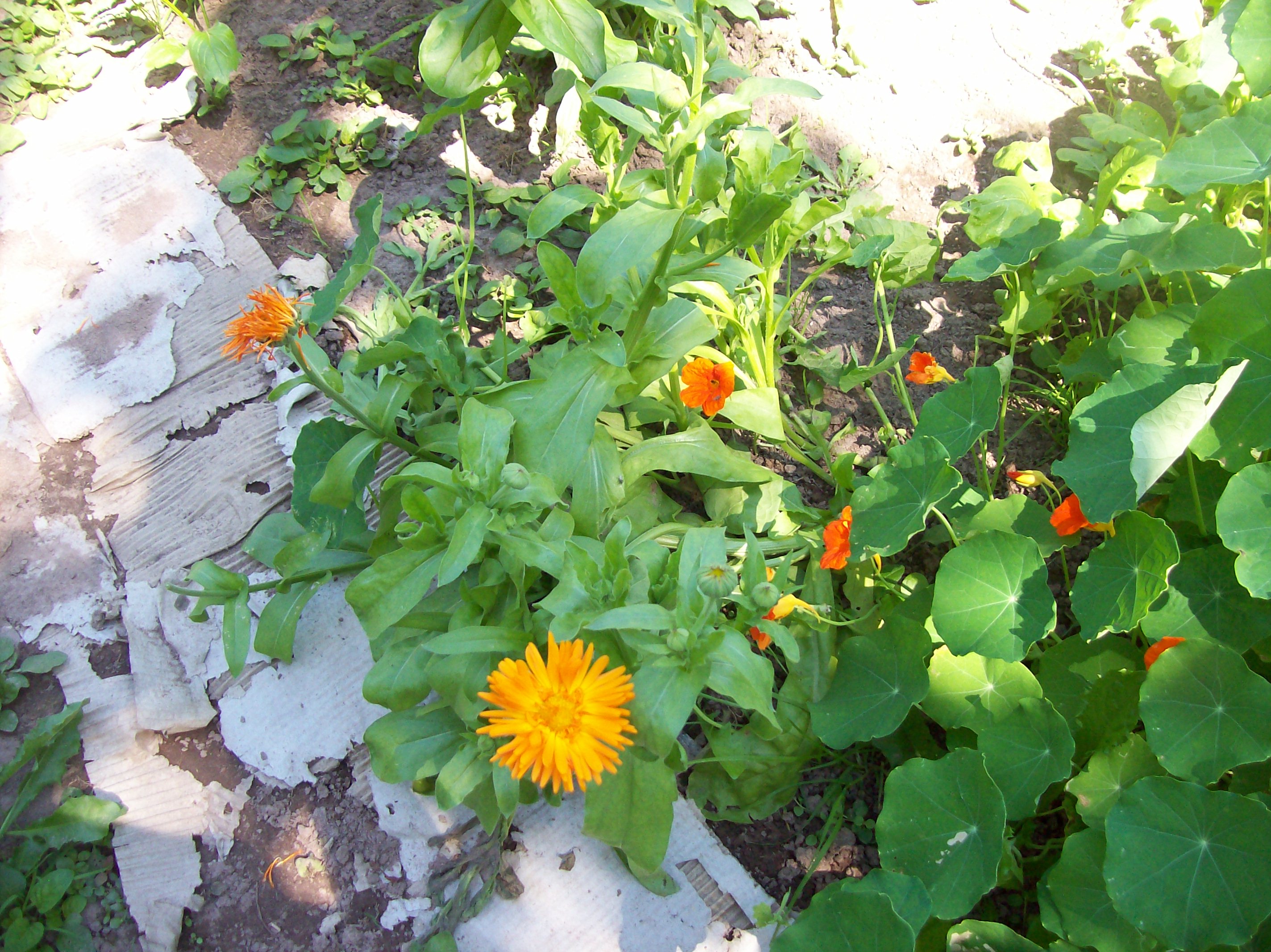 calendula