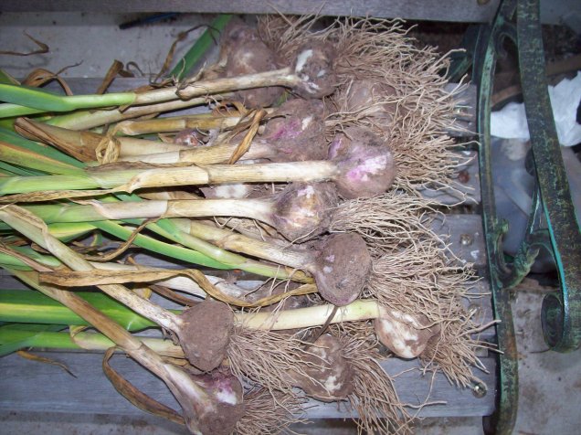 garlic 2
