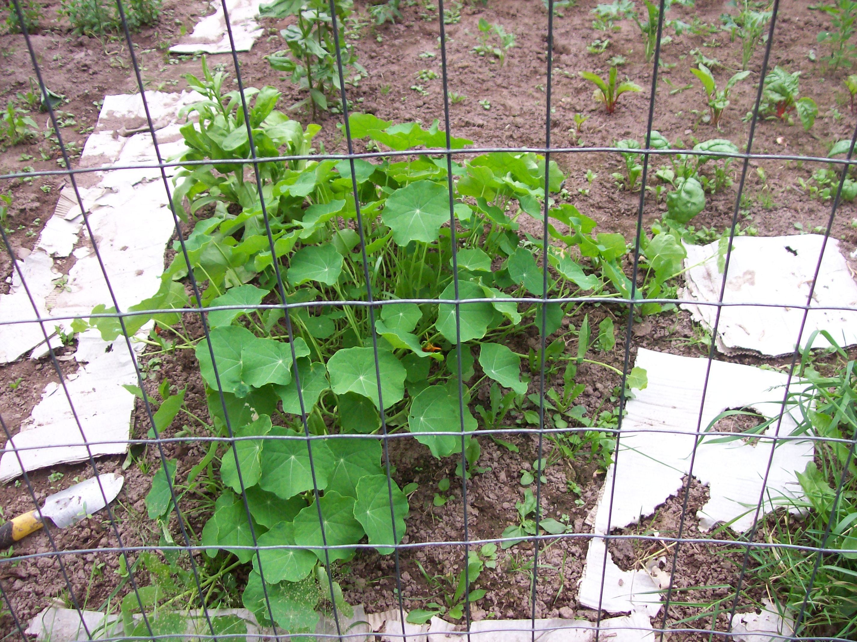 nasturtium