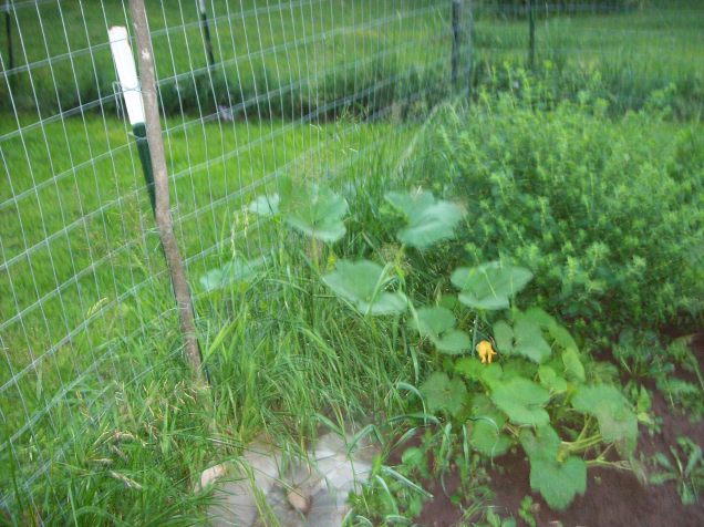 pumpkin plant