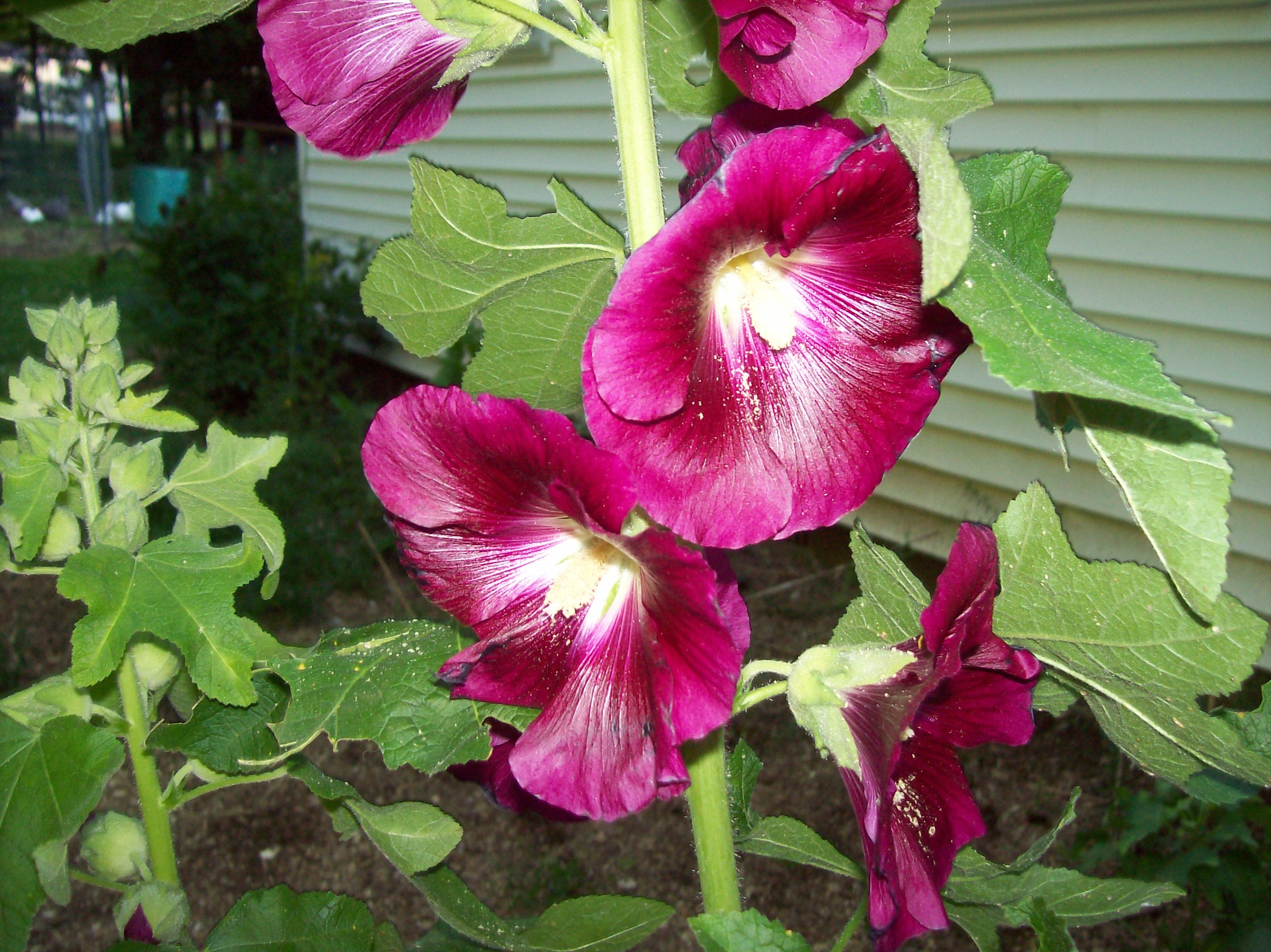 hollyhock