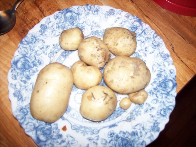 tiny potatos