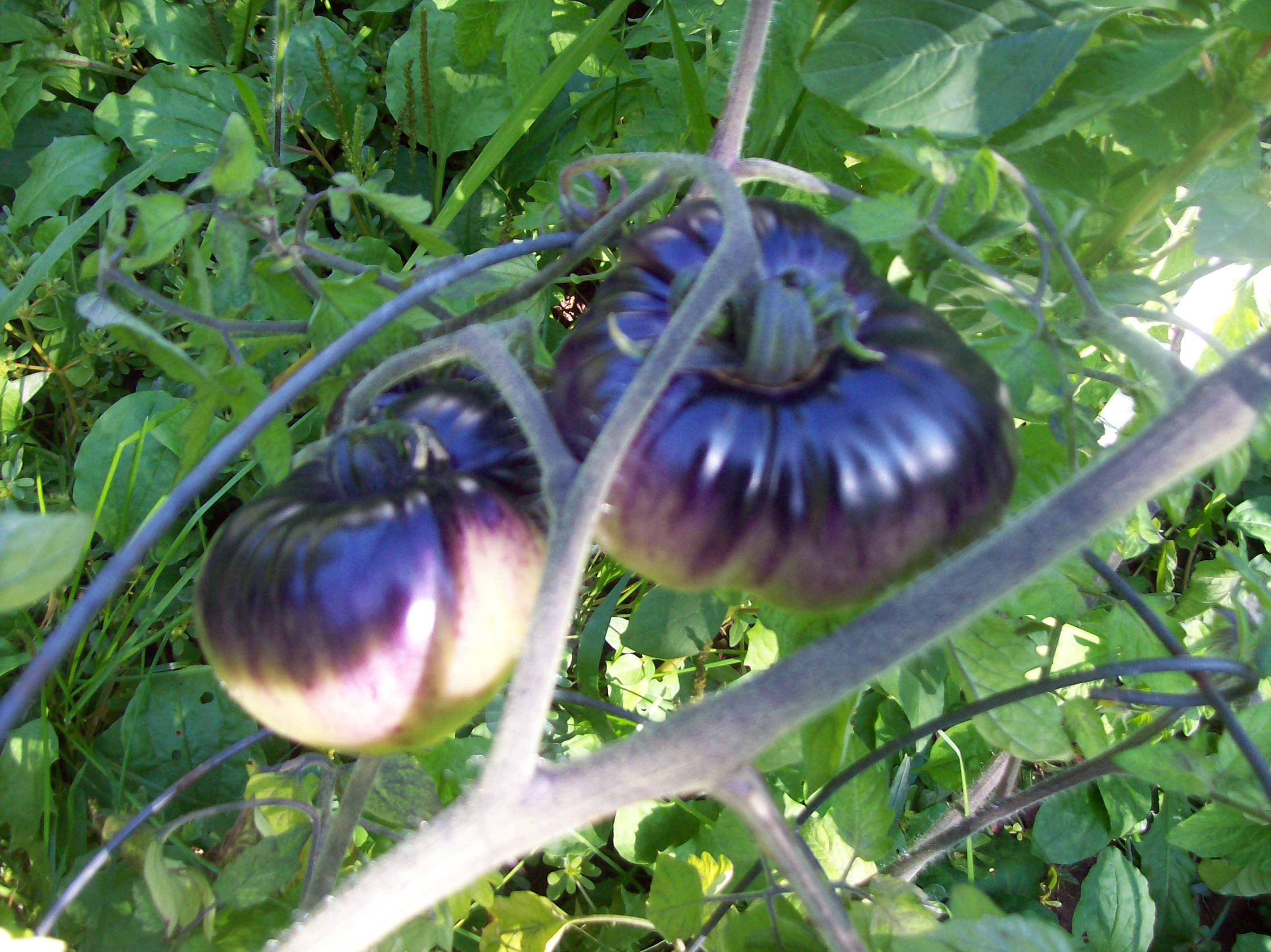 black krim
