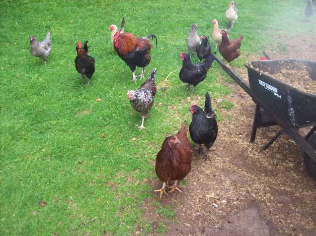 chickens