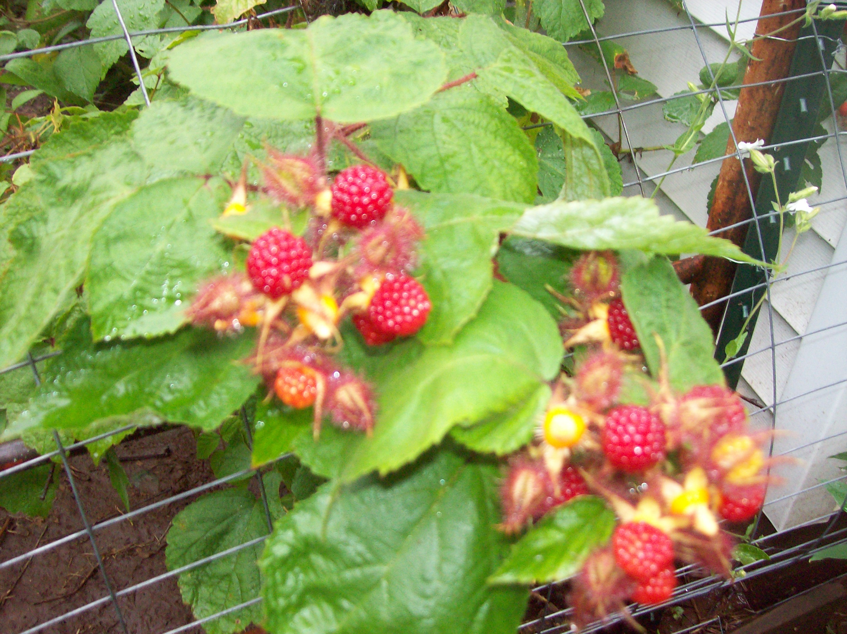fuzzy raspberries