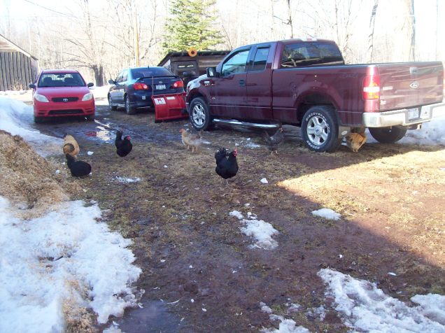 chickens driveway 2
