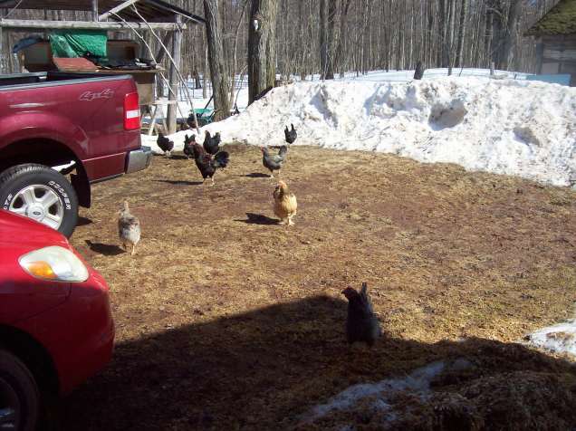 snow melting chickens
