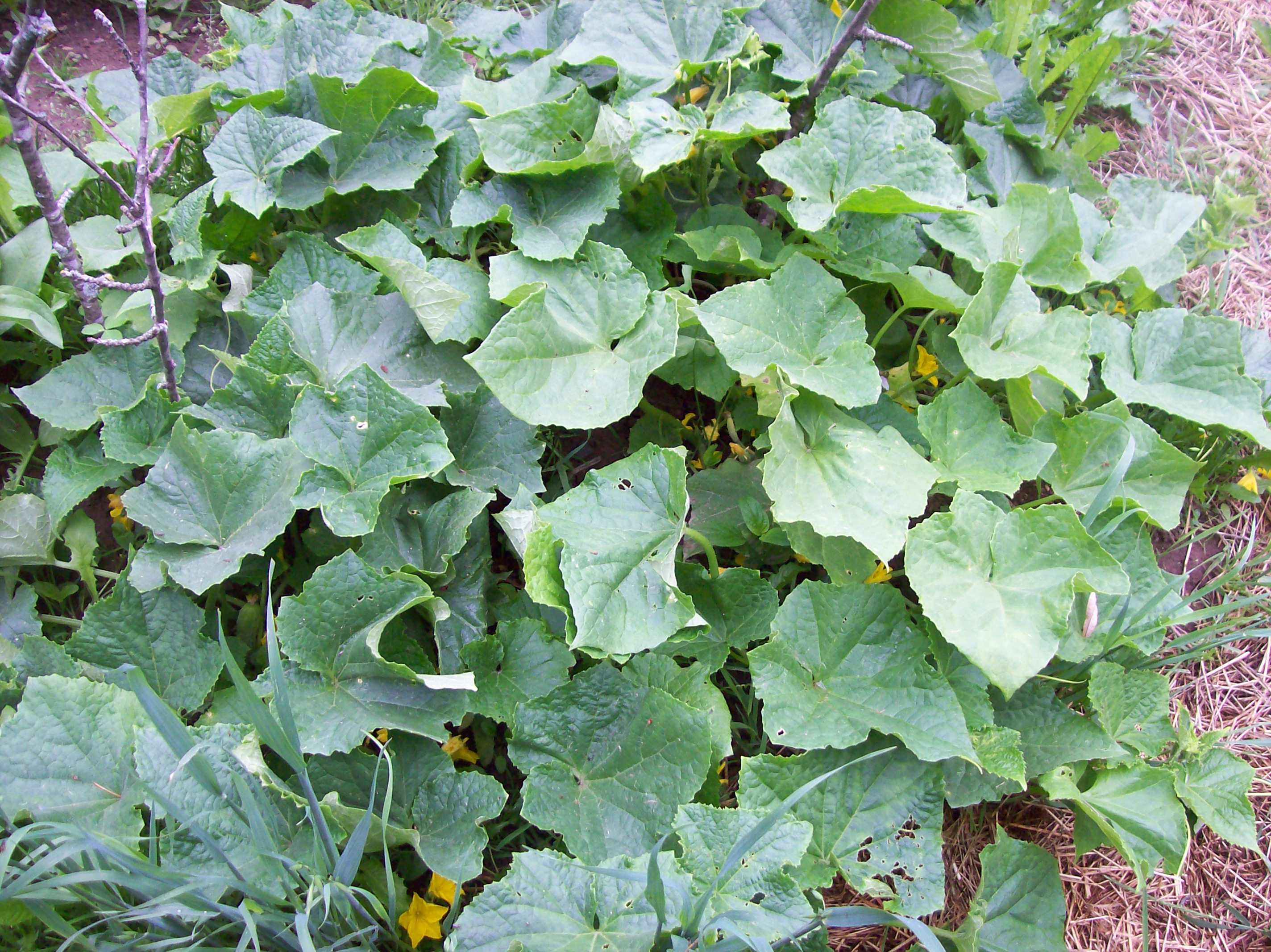 cucumber plants