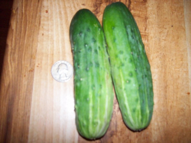 cucumbers
