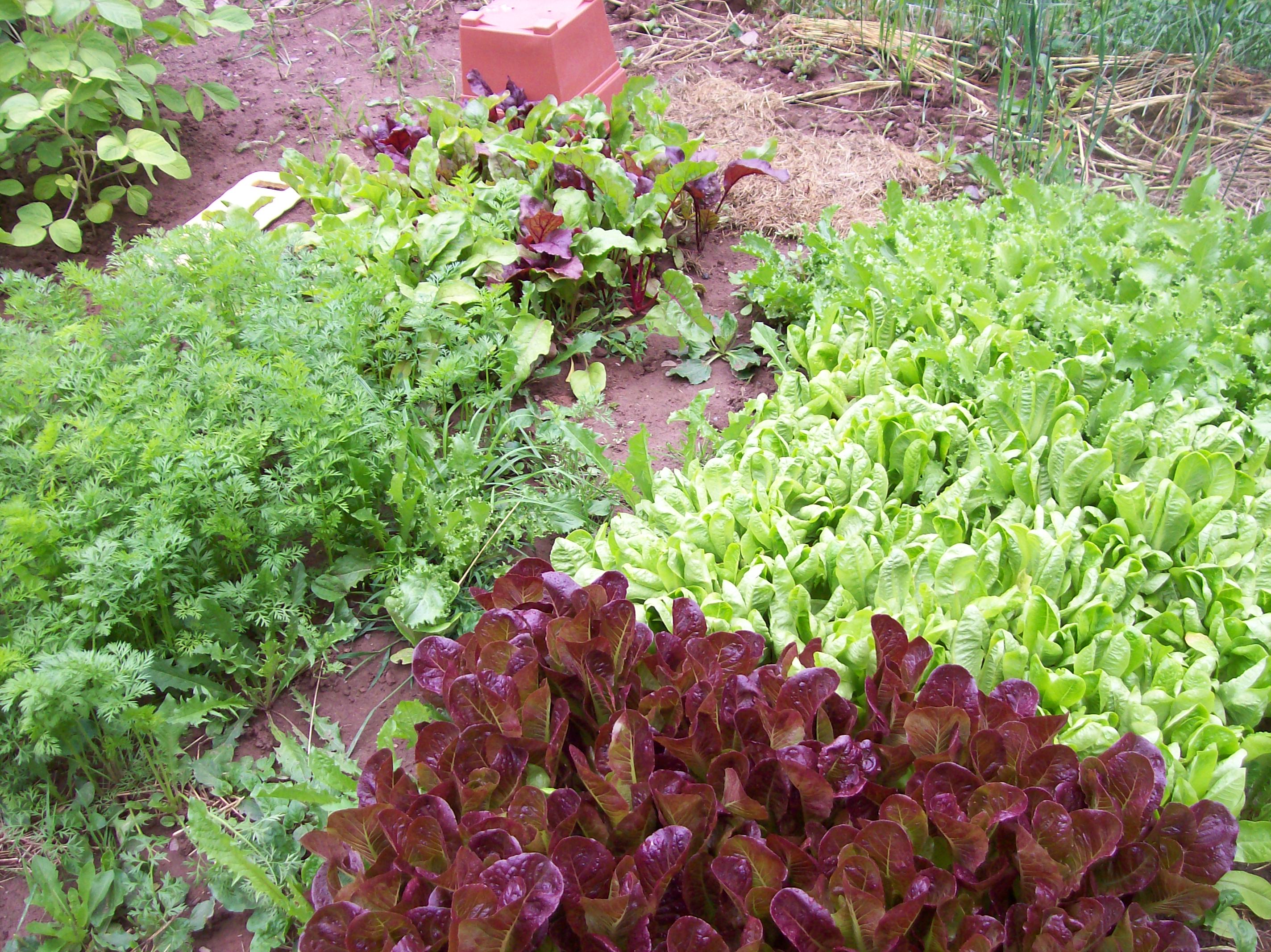 lettuce carrots beets