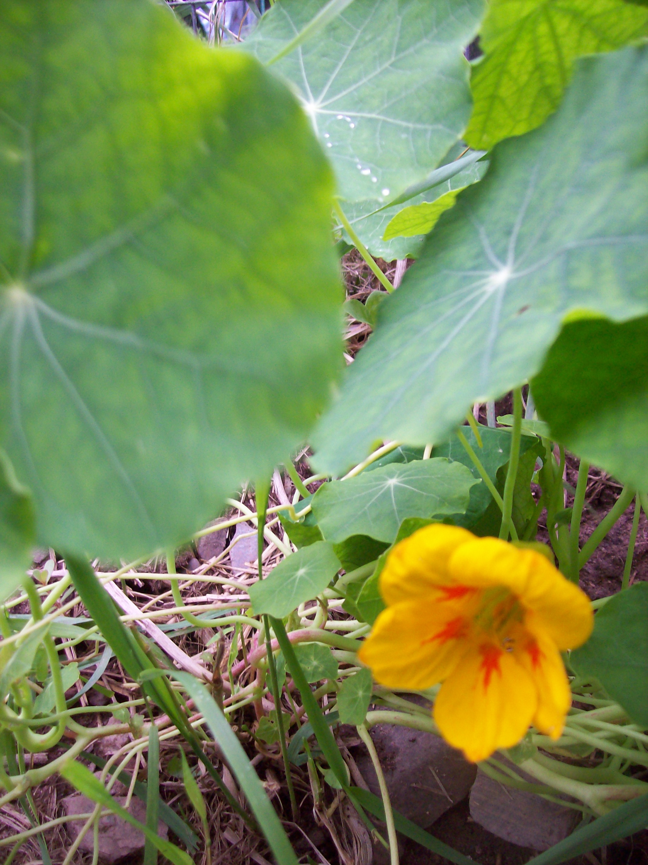 rogue nasturtium