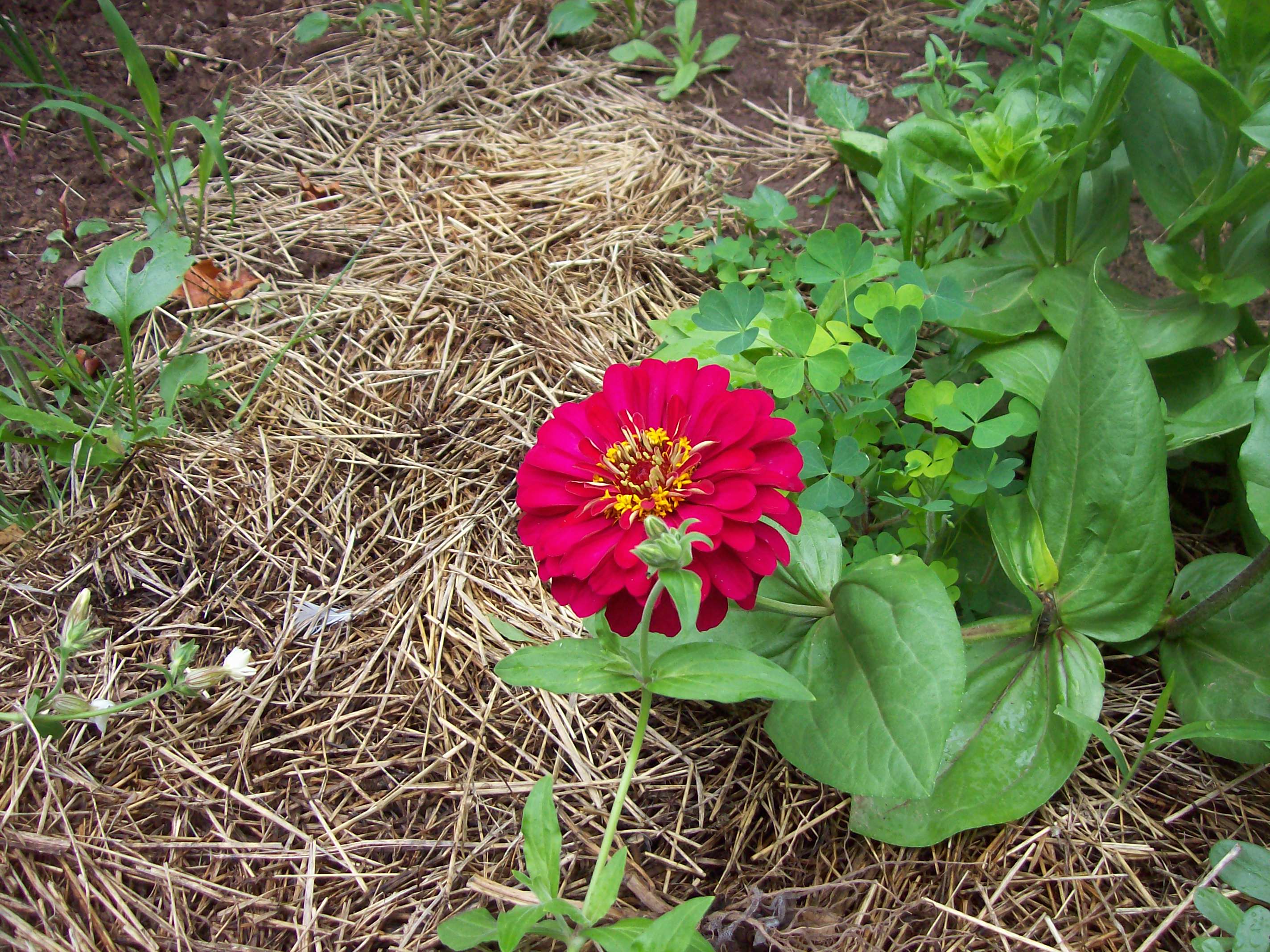 zinnia