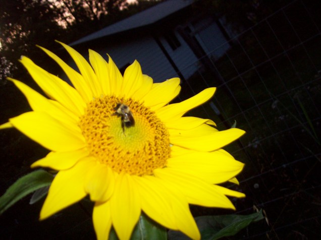 sunflower and bee